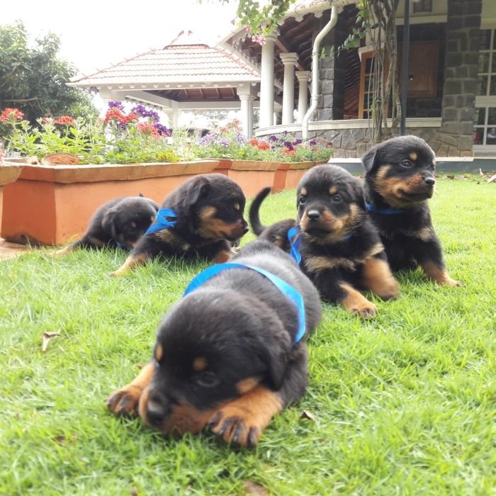 DogsIndia.com - Rottweiler - Nirmala (Gudalur)