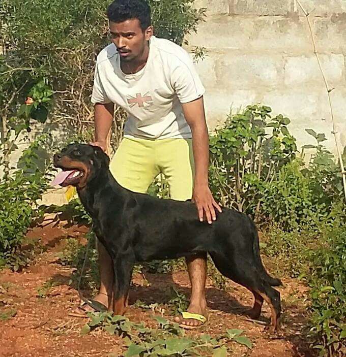 DogsIndia.com - Rottweiler - Ravi Kumar - Rosewood Kennel