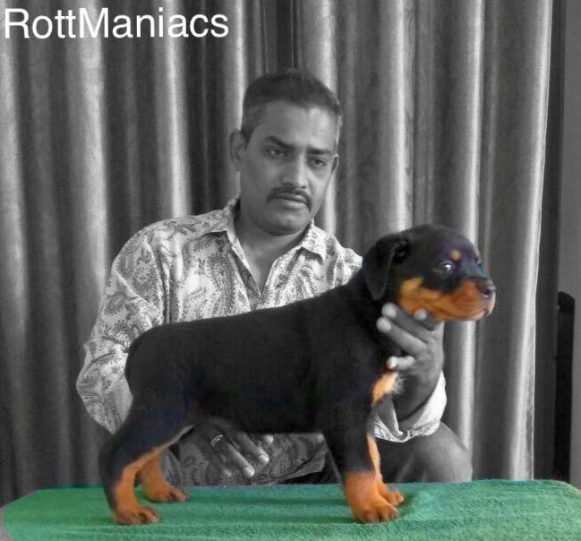 DogsIndia.com - Rottweiler - Rottmaniacs Kennel