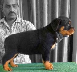 DogsIndia.com - Rottweiler - Rottmaniacs Kennel