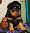DogsIndia.com - Rottweiler - Rottmaniacs Kennel