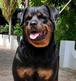 DogsIndia.com - Rottweiler - Dr. Sai Gokull Raj