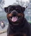 DogsIndia.com - Rottweiler - Dr. Sai Gokull Raj