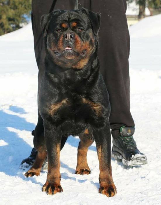 DogsIndia.com - Rottweiler - Dr. Sai Gokull Raj