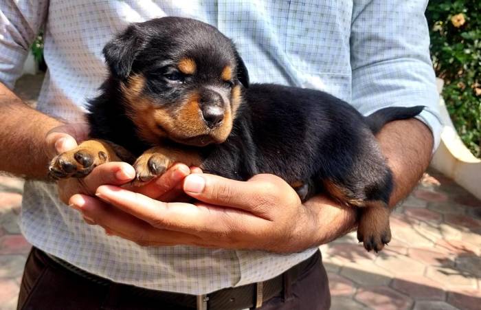 DogsIndia.com - Rottweiler - Dr. Sai Gokull Raj