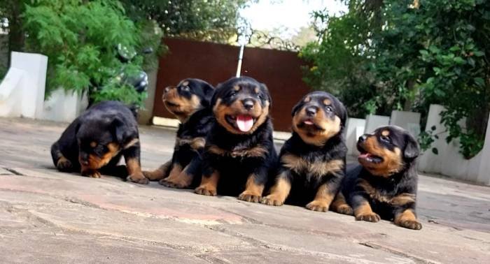 DogsIndia.com - Rottweiler - Dr. Sai Gokull Raj