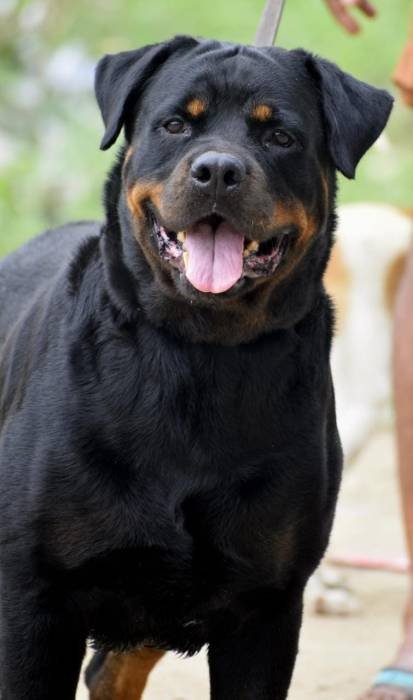 DogsIndia.com - Rottweiler - Dr. Sai Gokull Raj