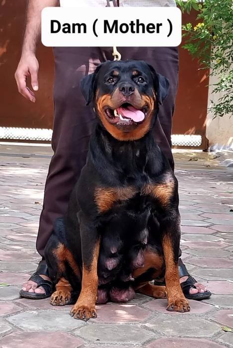 DogsIndia.com - Rottweiler - Dr. Sai Gokull Raj