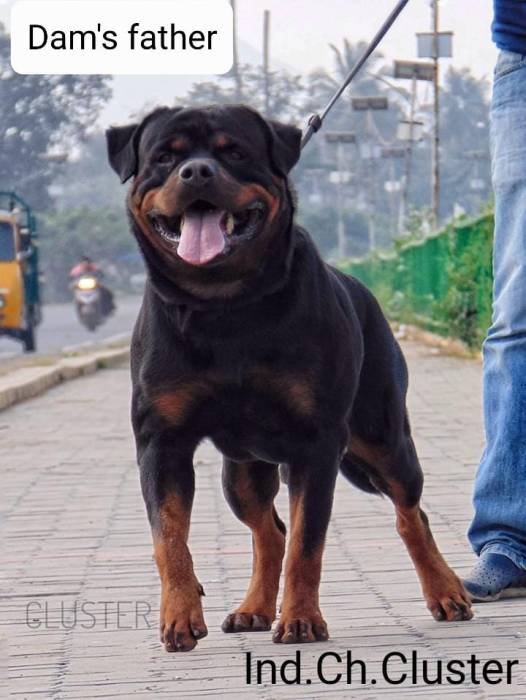 DogsIndia.com - Rottweiler - Dr. Sai Gokull Raj