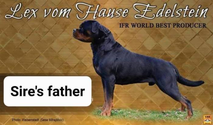 DogsIndia.com - Rottweiler - Dr. Sai Gokull Raj