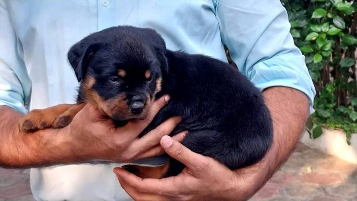 DogsIndia.com - Rottweiler - Dr. Sai Gokull Raj