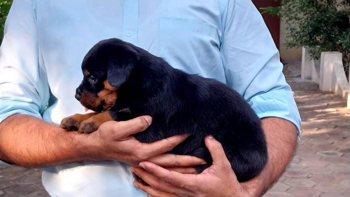 DogsIndia.com - Rottweiler - Dr. Sai Gokull Raj