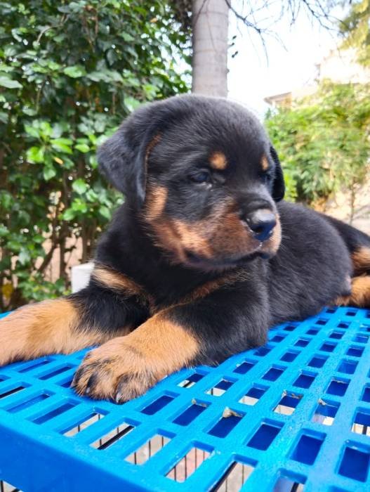 DogsIndia.com - Rottweiler - Dr. Sai Gokull Raj