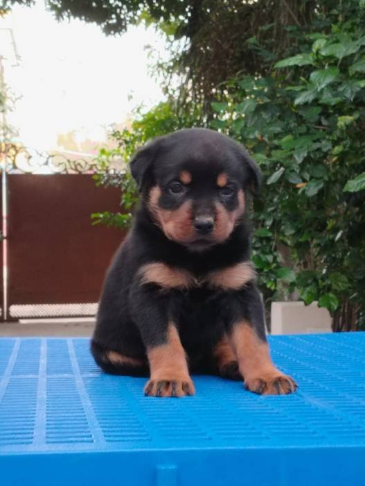 DogsIndia.com - Rottweiler - Dr. Sai Gokull Raj