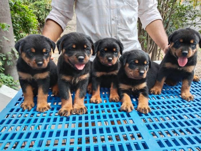 DogsIndia.com - Rottweiler - Dr. Sai Gokull Raj