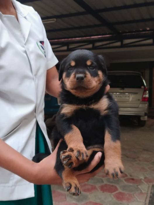 DogsIndia.com - Rottweiler - Dr. Sai Gokull Raj