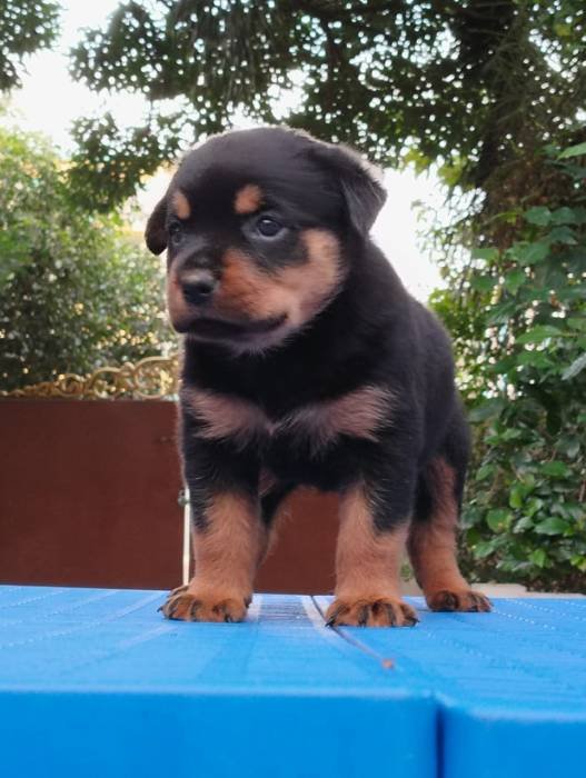 DogsIndia.com - Rottweiler - Dr. Sai Gokull Raj