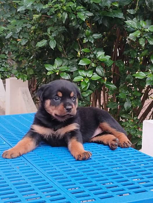 DogsIndia.com - Rottweiler - Dr. Sai Gokull Raj