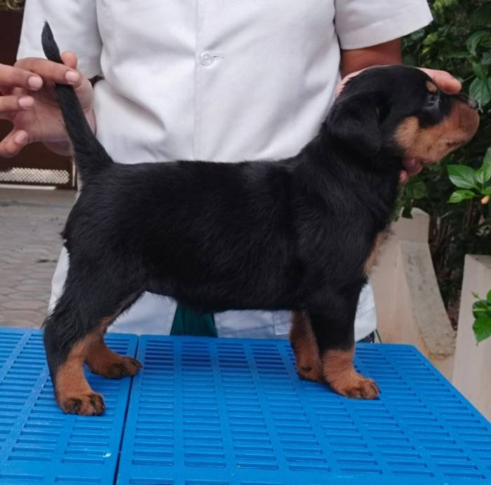 DogsIndia.com - Rottweiler - Dr. Sai Gokull Raj