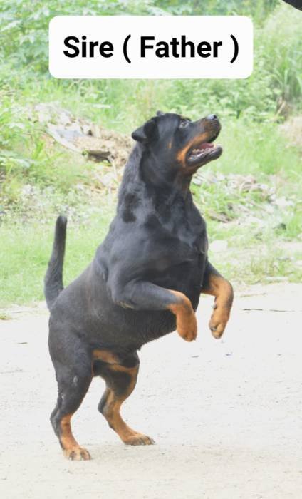 DogsIndia.com - Rottweiler - Dr. Sai Gokull Raj