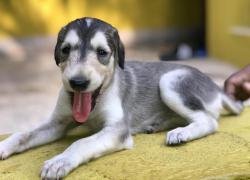 DogsIndia.com - Saluki - JeniRich Kennels - John
