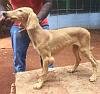 DogsIndia.com - Saluki - JeniRich Kennels - John