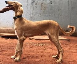 DogsIndia.com - Saluki - JeniRich Kennels - John