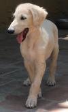 DogsIndia.com - Saluki - JeniRich Kennels - John