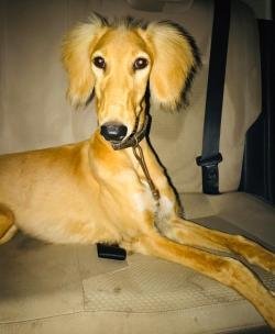 DogsIndia.com - Saluki - JeniRich Kennels - John