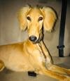 DogsIndia.com - Saluki - JeniRich Kennels - John