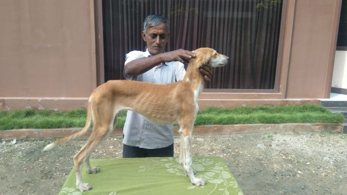 DogsIndia.com  Saluki  Kingshill Kennels