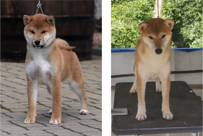 DogsIndia.com  Shiba Inu  Little Mukseteers