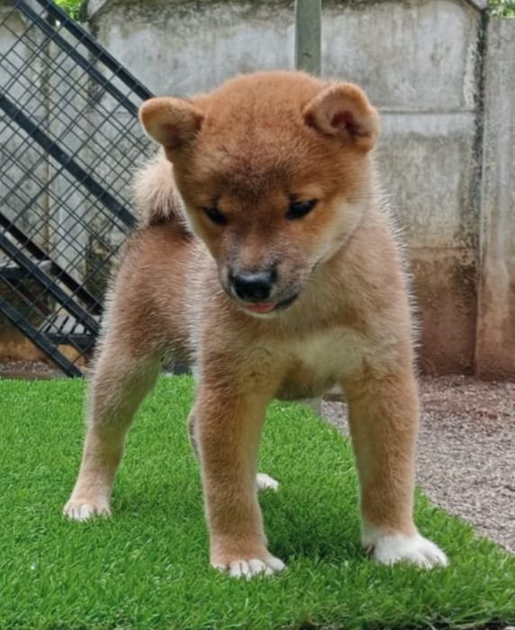 DogsIndia.com  Shiba Inu  Little Mukseteers