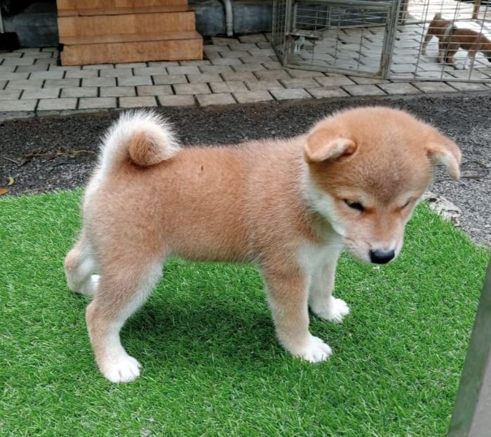 DogsIndia.com  Shiba Inu  Little Mukseteers