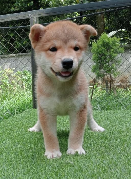 DogsIndia.com  Shiba Inu  Little Mukseteers