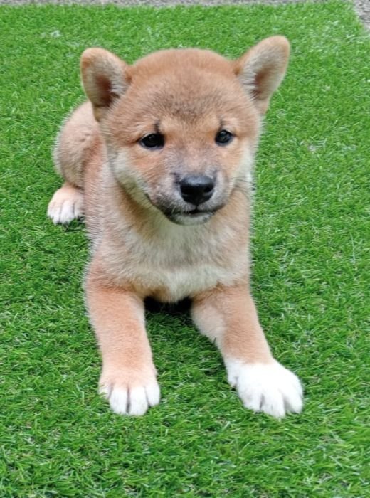 DogsIndia.com  Shiba Inu  Little Mukseteers