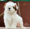 DogsIndia.com - Shih Tzu - Vanilla Kennels