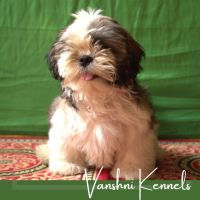 DogsIndia.com - Shih Tzu - Vanshini Kennel