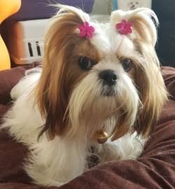 DogsIndia.com - Shih Tzu - Richard Singh