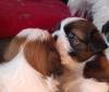 DogsIndia.com - Shih Tzu - Richard Singh