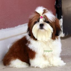 DogsIndia.com - Shih Tzu - Voyagerz 