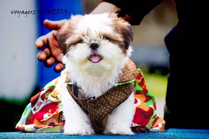 DogsIndia.com - Shih Tzu - Voyagerz 