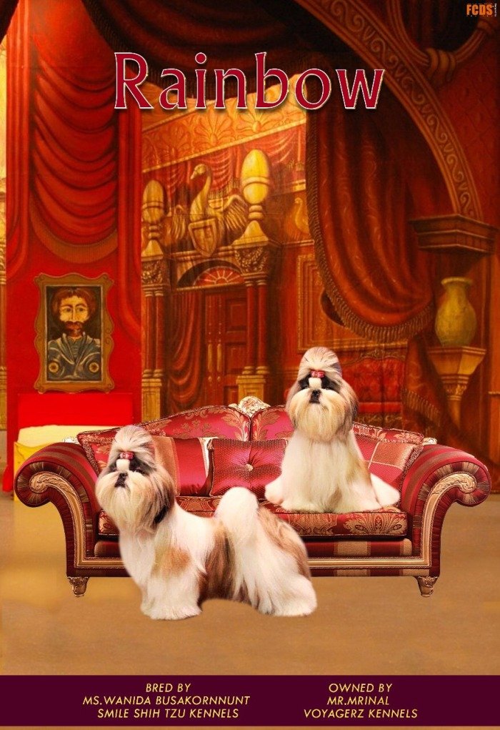 DogsIndia.com - Shih Tzu - Voyagerz 