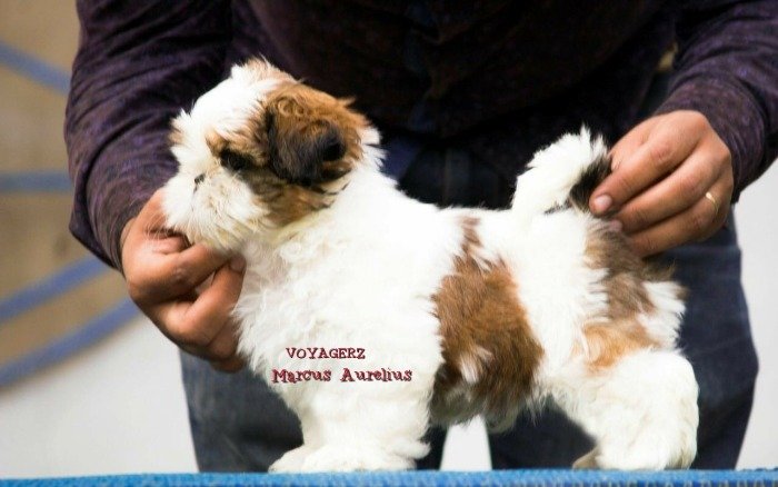 DogsIndia.com - Shih Tzu - Voyagerz 