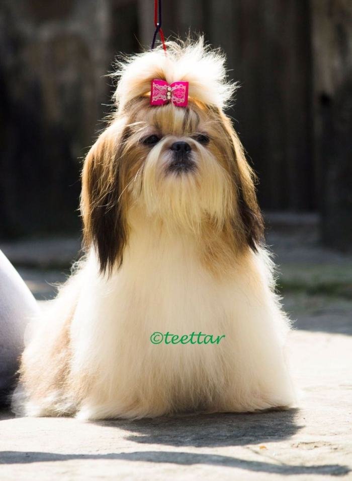 DogsIndia.com - Shih Tzu - Voyagerz 