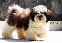 DogsIndia.com - Shih Tzu - Voyagerz