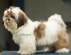 DogsIndia.com - Shih Tzu - Voyagerz