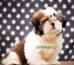 DogsIndia.com - Shih Tzu - Voyagerz