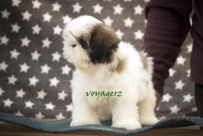DogsIndia.com - Shih Tzu - Voyagerz