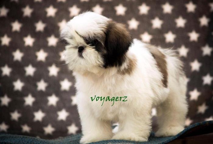 DogsIndia.com - Shih Tzu - Voyagerz